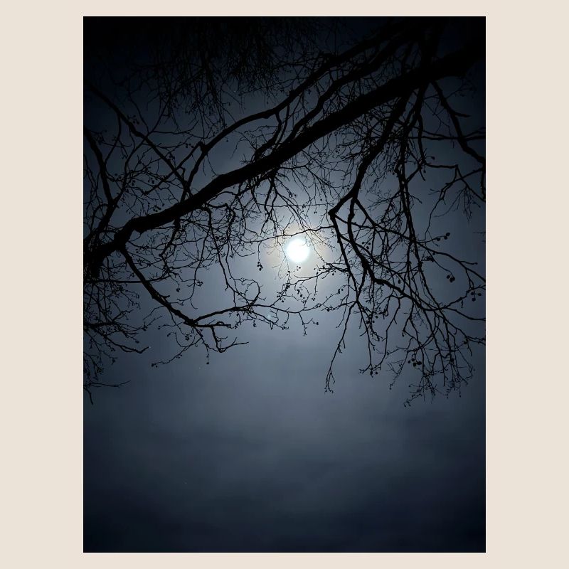 Moonlight silhouette with branches