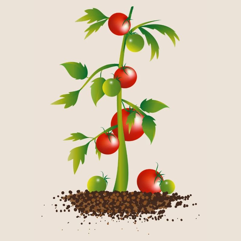 Tomato plant