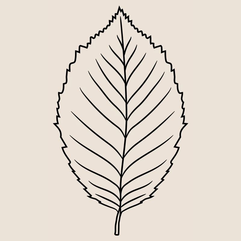 silhouette beech leaf tree plant shape clip art desig