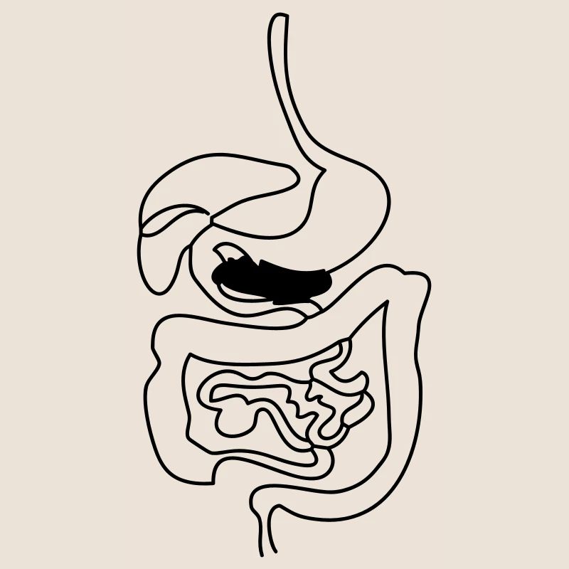 Digestive System