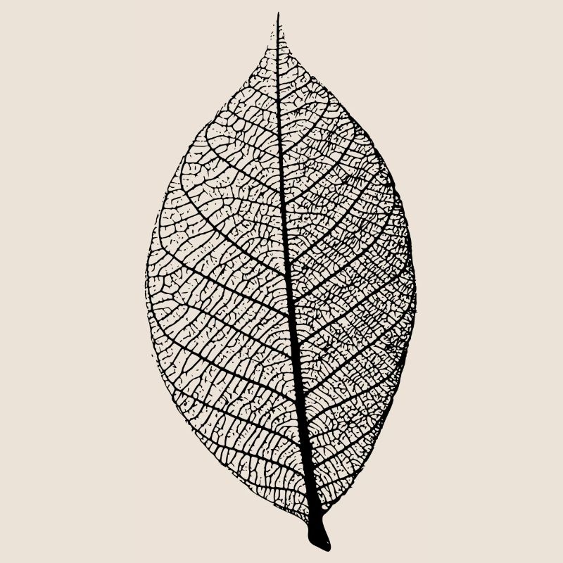 leaf tree forest skeleton pattern nerve love heart