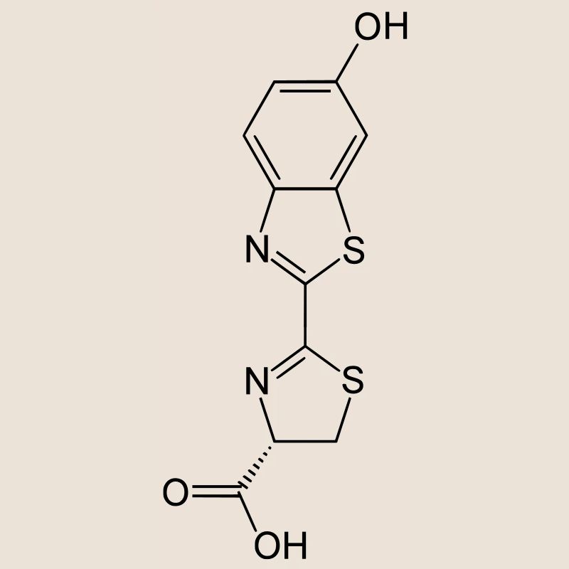 Leuchtend / Glow in the dark firefly luciferin