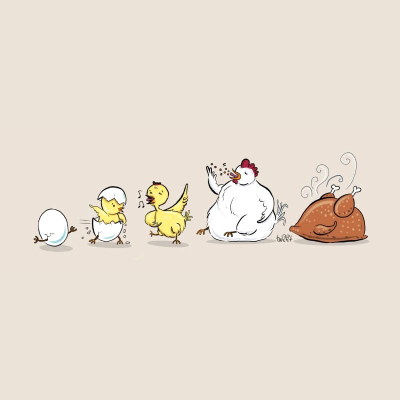 Évolution du poulet