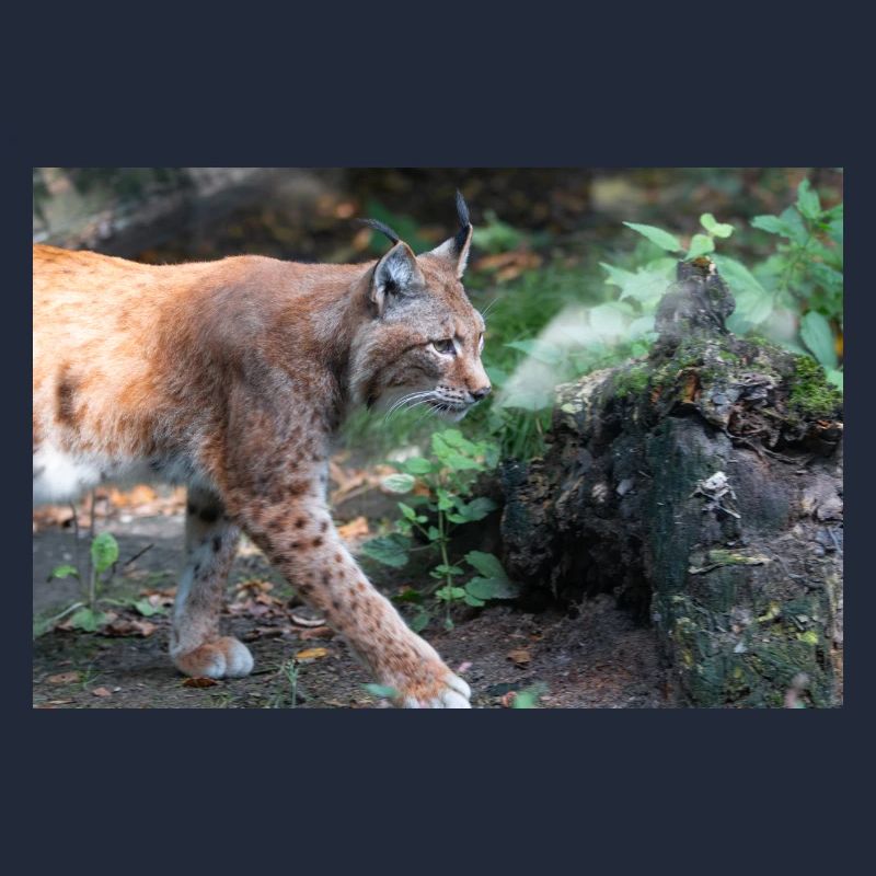 Eurasischer Luchs oder Nördlicher Luchs