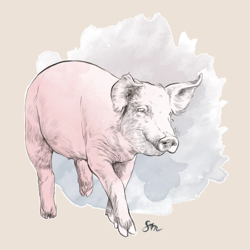 Cochon mignon devant une masse colorée