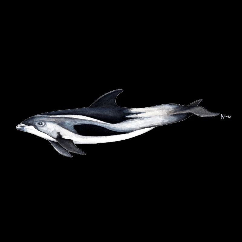 White-beaked dolphin - White beaked dolphin