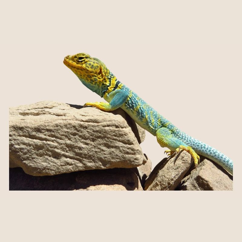 gecko lizard real lizard
