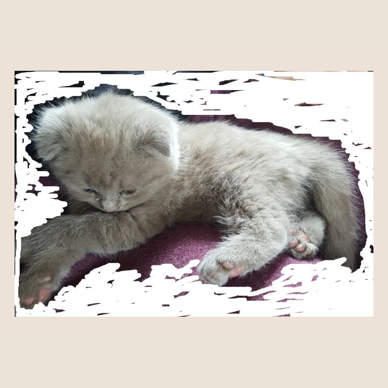 chat
