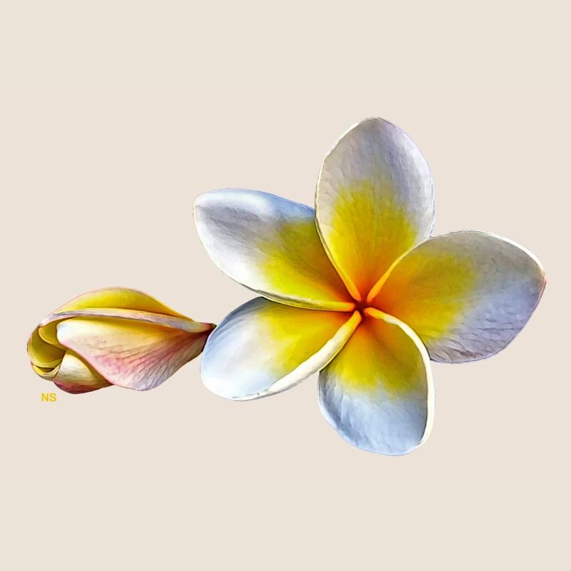 Weisse plumeria oder Frangipani Blume