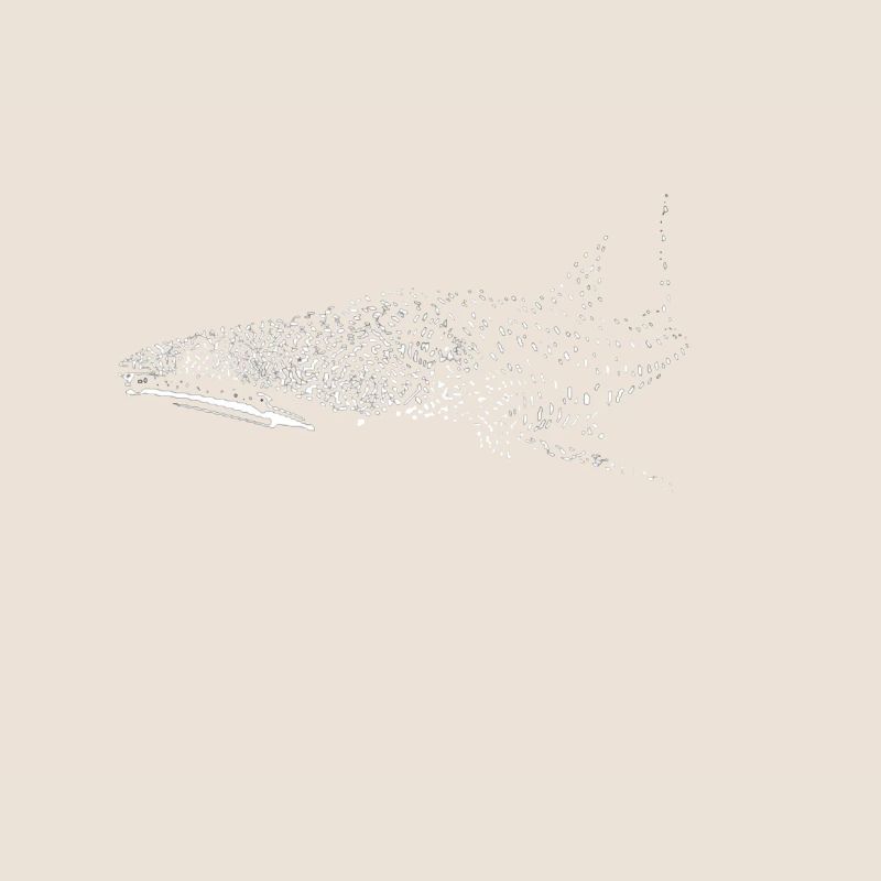 Requin-baleine