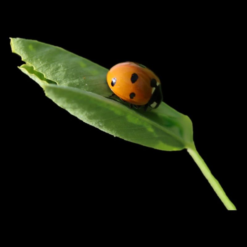 Lucky beetle ladybug without text
