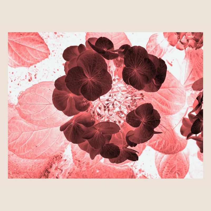 Rote Hydrangea Florales Muster