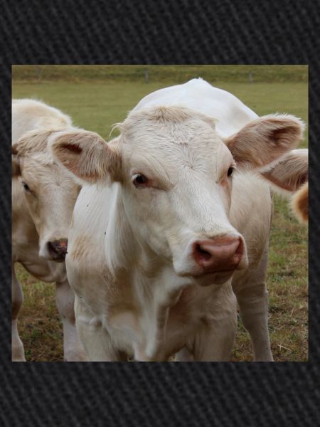 Affiche vache