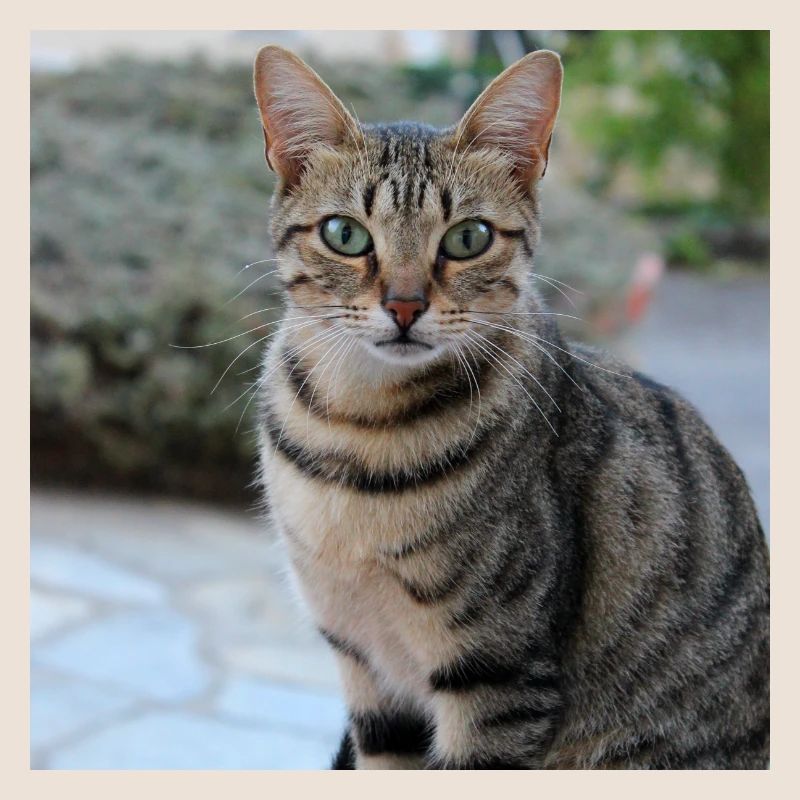 Chat chaton affiche chat carré affiche