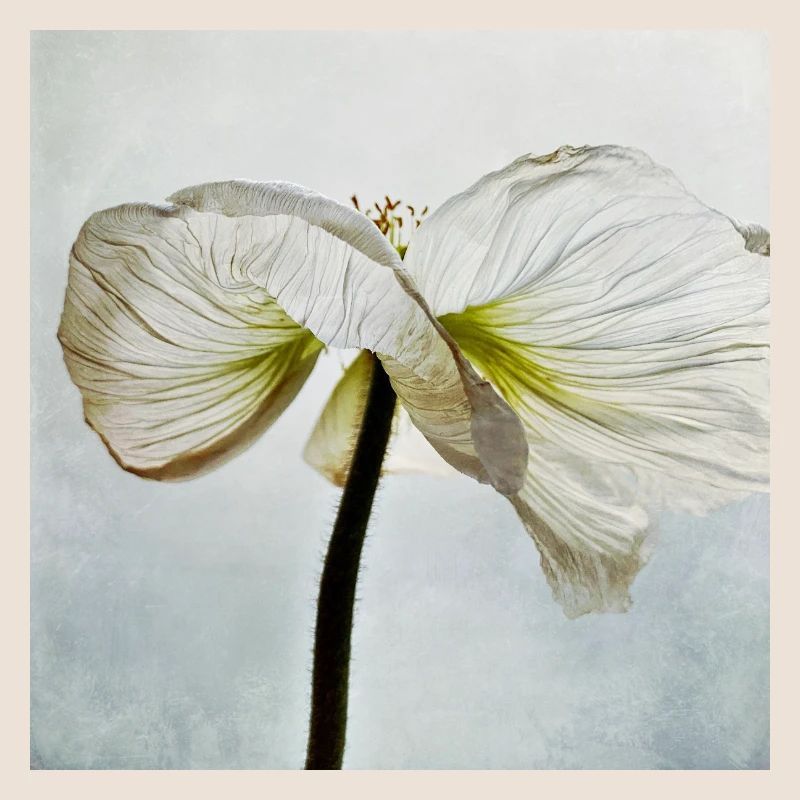 Weiße Mohnblüte