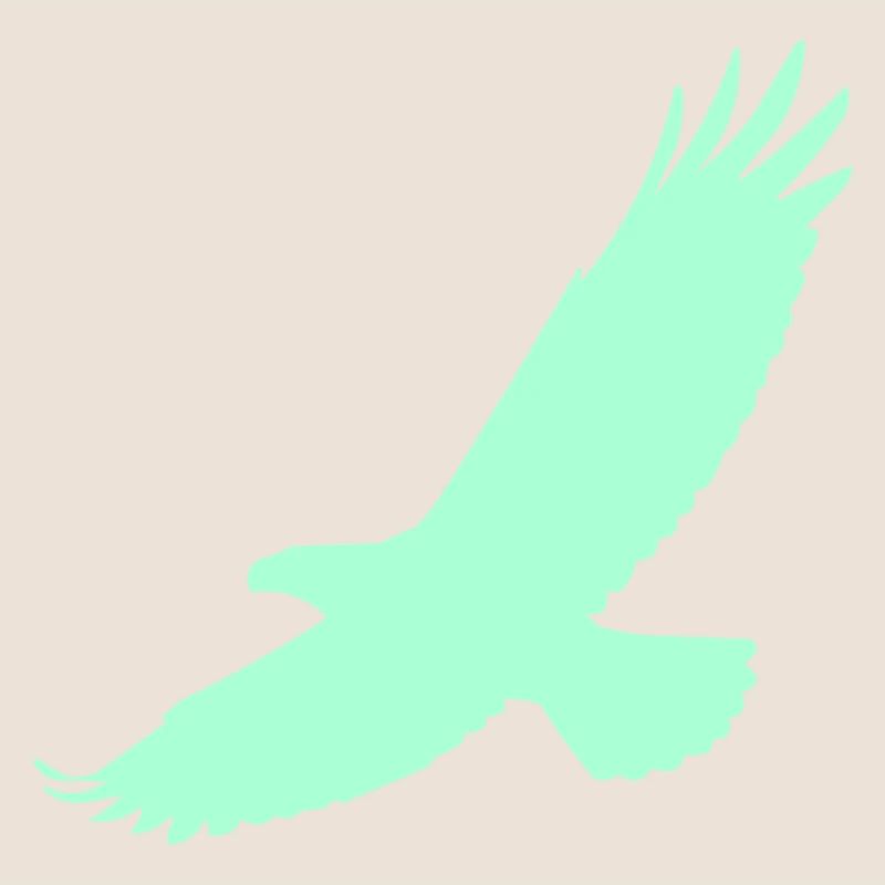 Falcon in flight