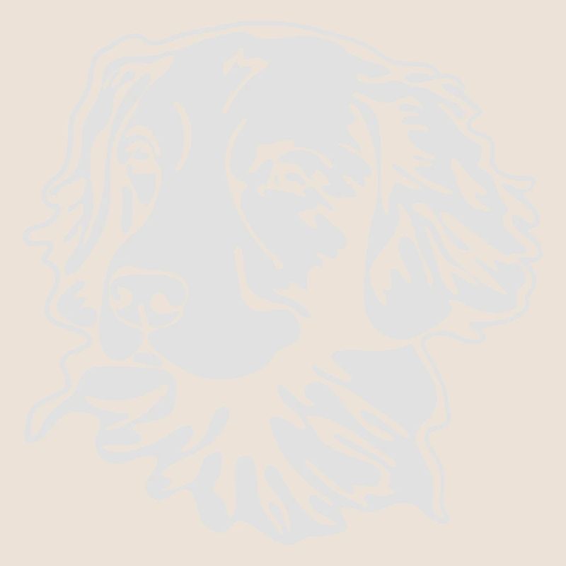 Nouvelle-Écosse Retriever PORTRAIT