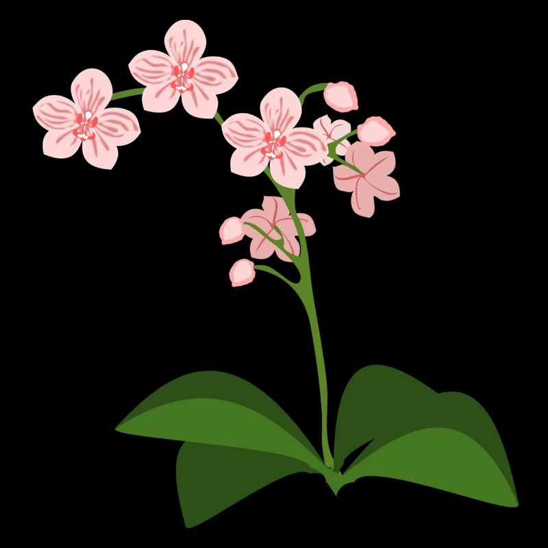 Orchidee