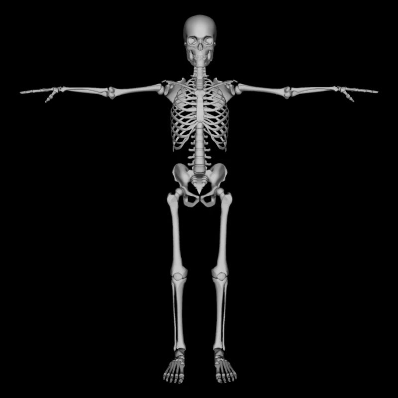skeleton skelett bones knochen skull schaedel66