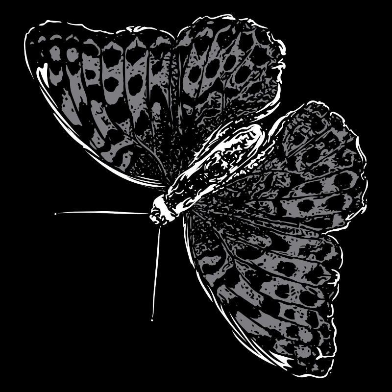 Aile de papillon Papillon Papillon