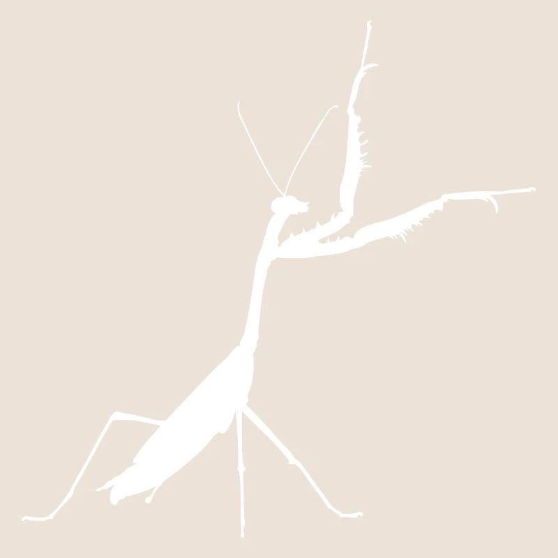Praying mantis white