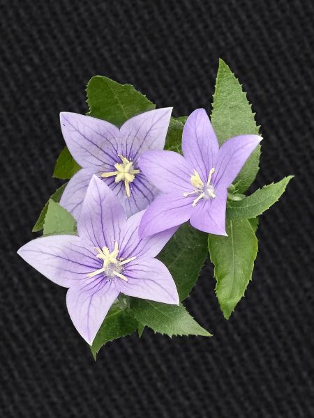 FLEUR DE BALLON VIOLET