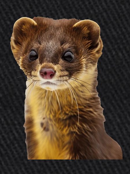 Wiesel