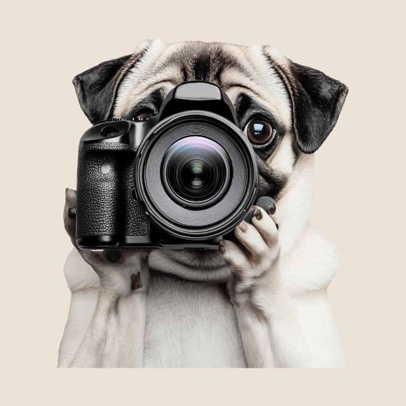 Mops