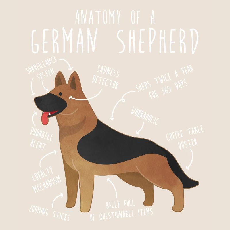 Anatomie des Deutschen Schäferhundes