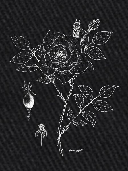 Rose Botanical Plate