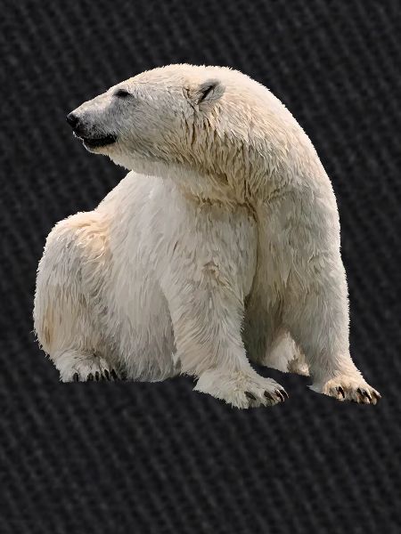 polar bear