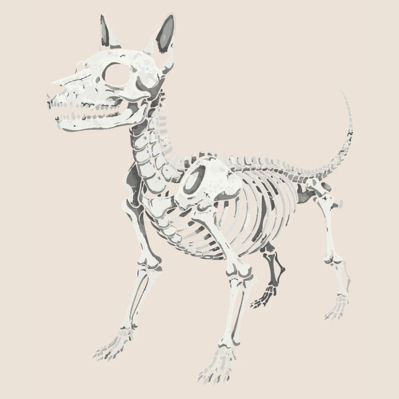 Impression de l’anatomie du chien squelettique