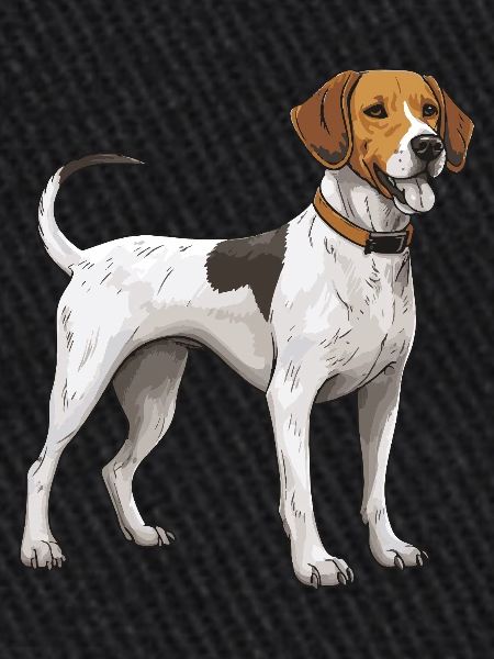 Chien Beagle