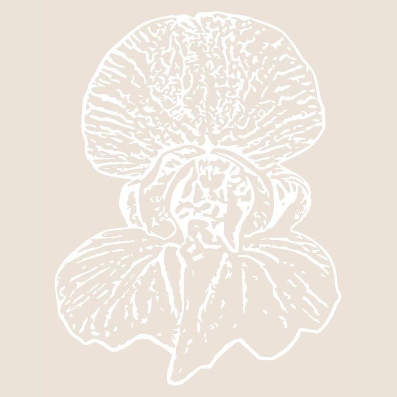 Fleur, Blanc, Fleurs, Fleur Blanche, Orchidée