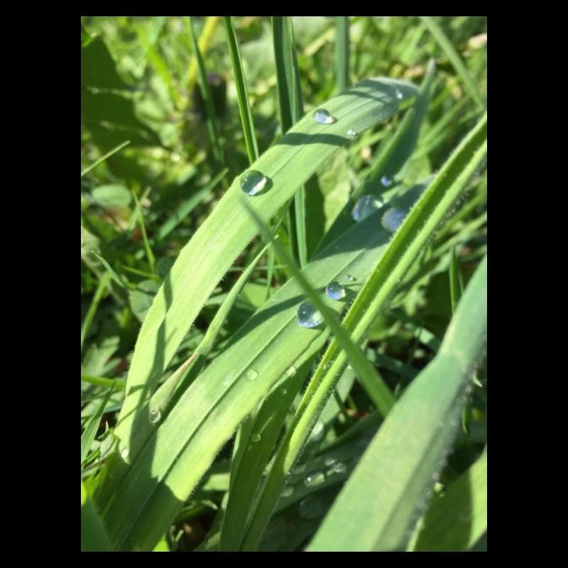 Raindrop