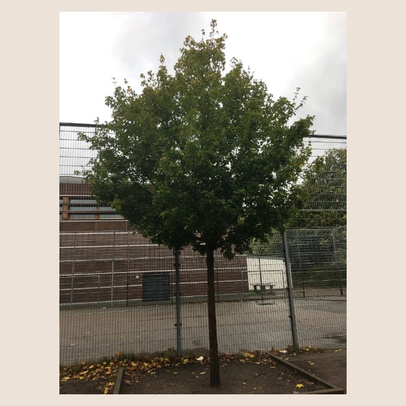 A Tree