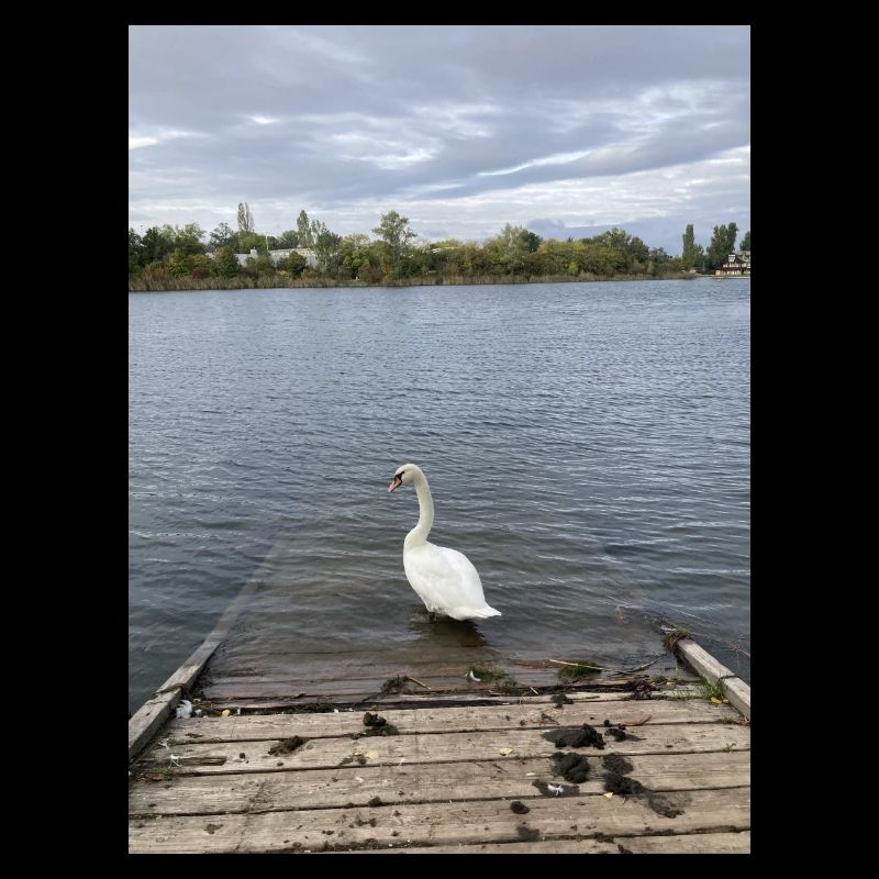 Cygne