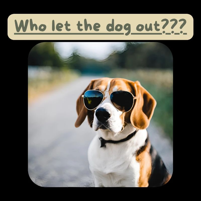 Beagle, Qui a laissé sortir le chien