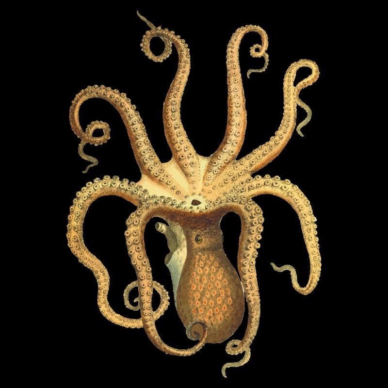 squid giant octopus octopus octopus squid sepia fish
