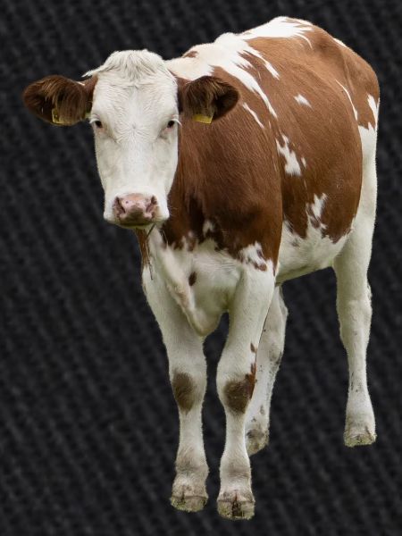Vache