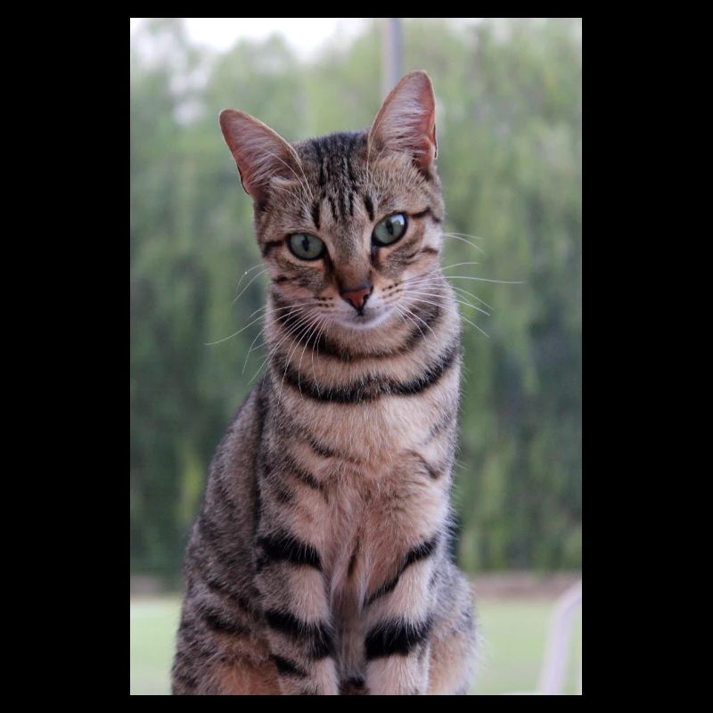 Katze Kätzchen