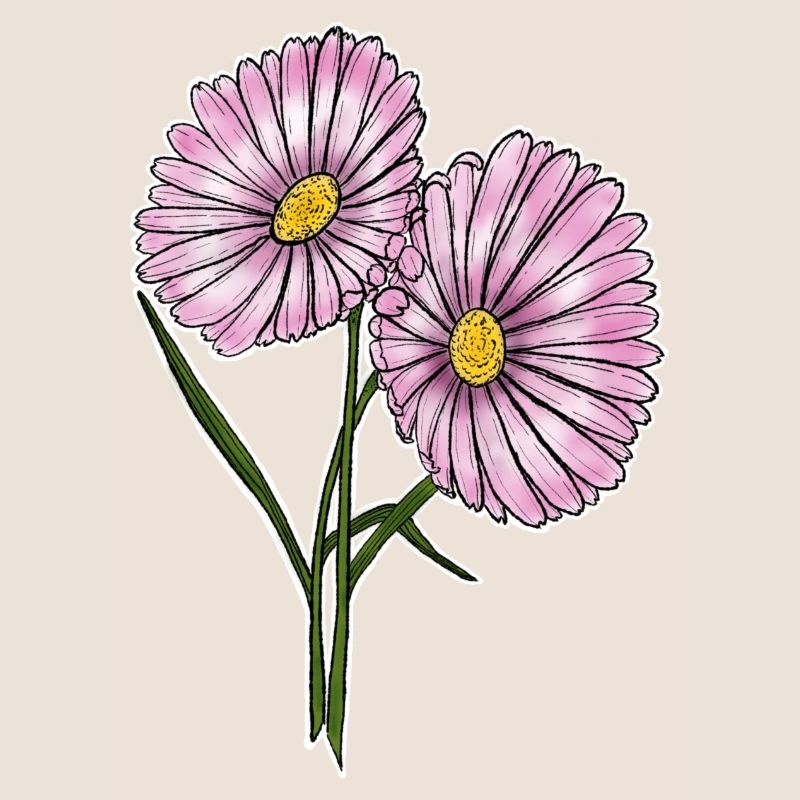 Gänseblümchen