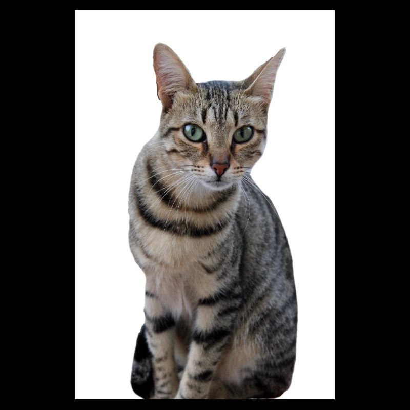 Chat chat noir chaton
