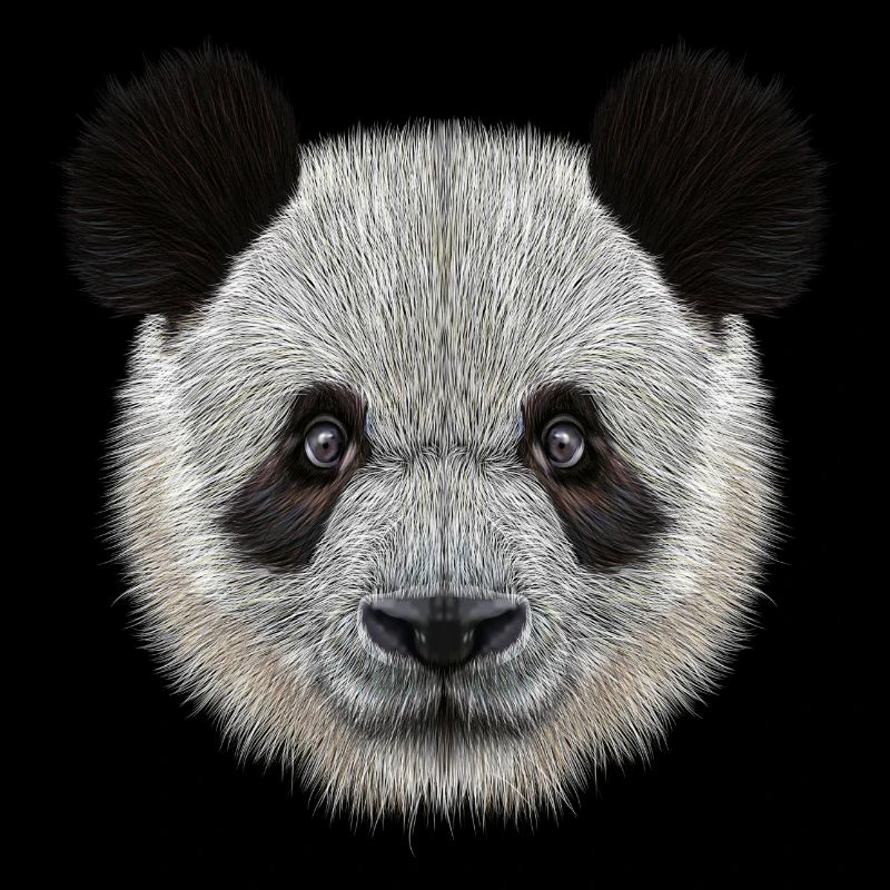 Panda Bear! Doux!
