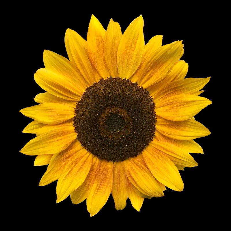 Tournesol (Fleur / Floraison / Soleil)