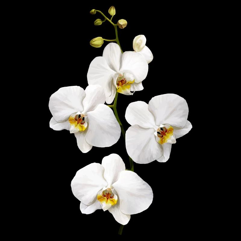 Orchidées