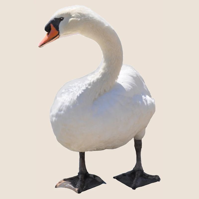 Swan