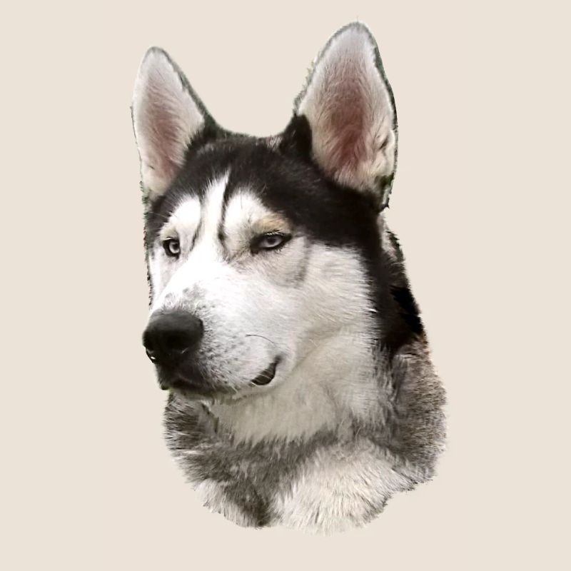 Husky Face Black White