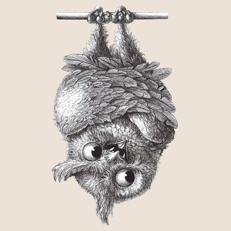 Vampir Eule - Dracula Eule