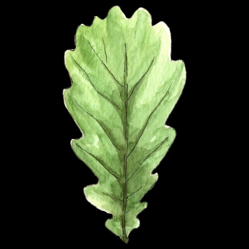 Blatt einer Eiche